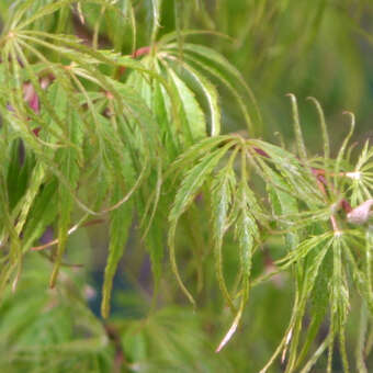 Acer palmatum 'Palmatifidum'  H100+