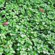 Lamium maculatum 'White Nancy': Bild 3/3