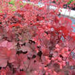 Heuchera 'Cherry Cola': Bild 3/3