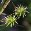 Carex grayi: Bild 3/5