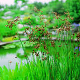 Scirpus lacustris - Teichsimse