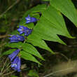 Gentiana asclepiadea: Bild 1/6