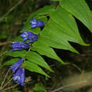 Gentiana asclepiadea - Schwalbenwurz-Enzian