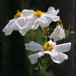 Romneya coulteri: Bild 6/6