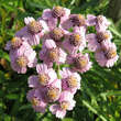 Achillea sibirica 'Love Parade': Bild 1/1