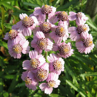 Achillea sibirica 'Love Parade'