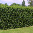 Ligustrum vulgare 'Atrovirens': Bild 1/3