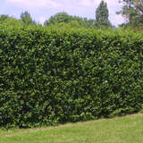 Ligustrum vulgare 'Atrovirens' - Aufrechter Liguster