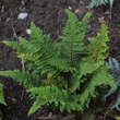 Polystichum setiferum 'Congestum': Bild 1/1
