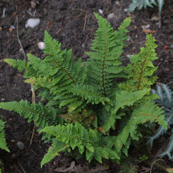 Polystichum setiferum 'Congestum'