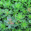 Sedum kamtschaticum 'Variegatum': Bild 3/5