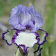 Iris germanicaÿ'Chinkianq': Bild 1/1