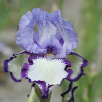 Iris germanicaÿ'Chinkianq'