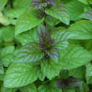 Mentha piperita - Pfefferminze
