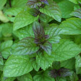 Mentha piperita - Pfefferminze