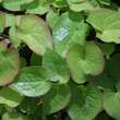 Epimedium warleyense: Bild 2/3