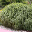 Miscanthus sinensis 'Zebrinus': Bild 1/5