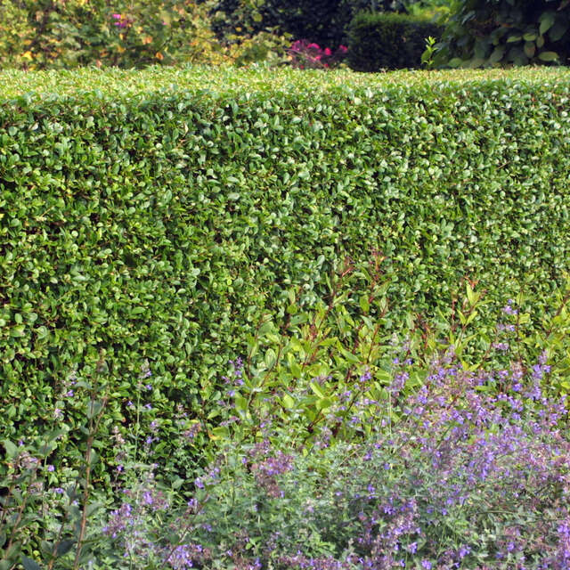 Immergrüne Hecke Vom Gärtner mit Anwuchsgarantie kaufen rasche