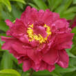 Paeonia lactiflora 'Peter Brand': Bild 5/5