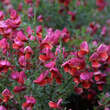 Cytisus 'Burkwoodii': Bild 1/2