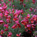 Cytisus 'Burkwoodii' - Frühlingsginster