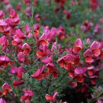 Cytisus 'Burkwoodii'