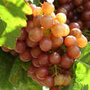 Weinrebe - Vitis vinifera 'Sieger'