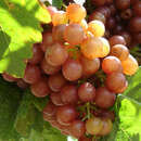 Vitis vinifera 'Sieger' - Weinrebe