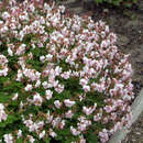 Geranium cantabrigiense 'Biokovo' - Storchschnabel