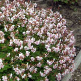 Geranium cantabrigiense 'Biokovo' - Storchschnabel