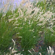 Melica ciliata: Bild 2/7