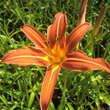 Hemerocallis fulva: Bild 1/3