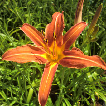 Hemerocallis fulva