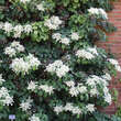 Hydrangea anomala petiolaris: Bild 1/5
