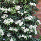 Hydrangea anomala petiolaris - Kletterhortensie