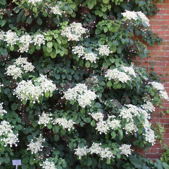 Hydrangea anomala petiolaris