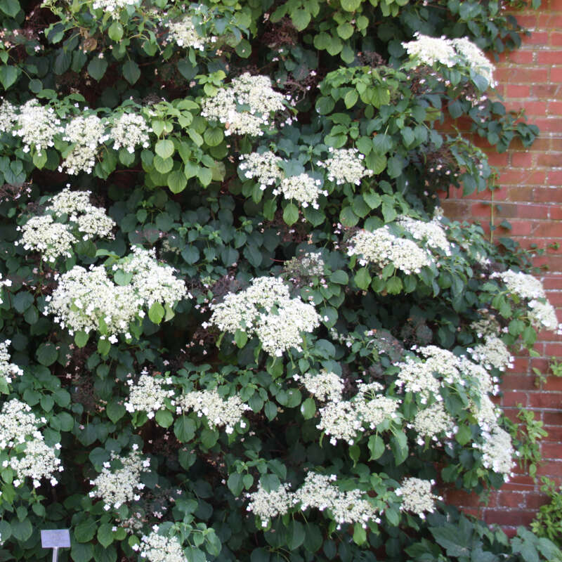 Kletterhortensie Hydrangea anomala petiolaris weiß