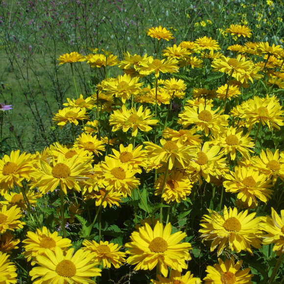 Heliopsis helianthoides 'Venus': Bild 7/7 Heliopsis helianthoides 'Venus': Bild 7/7