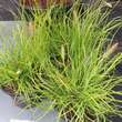 Pennisetum alopecuroides 'Hameln Gold': Bild 1/1