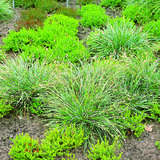 Sesleria caerulea - Blaugras