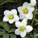 Helleborus niger 'St. Antonia' - Schneerose