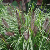 Pennisetum alopecuroides 'Viridescens' - Dunkles Lampenputzergras