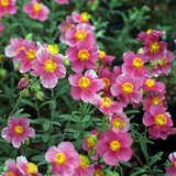 Helianthemum 'Raspberry Ripple' - Sonnenröschen