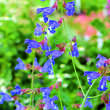 Salvia ringens: Bild 2/3