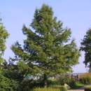 Taxodium distichum - Sumpfzypresse
