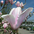 Magnolia 'Heaven Scent': Bild 2/7