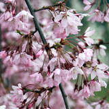 Prunus pendula 'Pendula Rubra' - Hängekirsche
