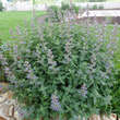 Nepeta grandiflora 'Blue Danube': Bild 5/5