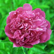 Paeonia lactifl. 'Edulis Superba': Bild 2/3