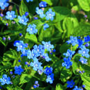 Omphalodes verna - Gedenkemein